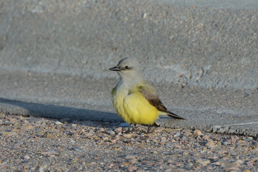 Kindbird, Western, 2015-05257997 Ogalala, NE.JPG - Westarn Kingbird. Ogalala TA Truck Stop, NE, 5-25-2015